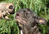 BOULEDOGUE FRANCAIS 1328